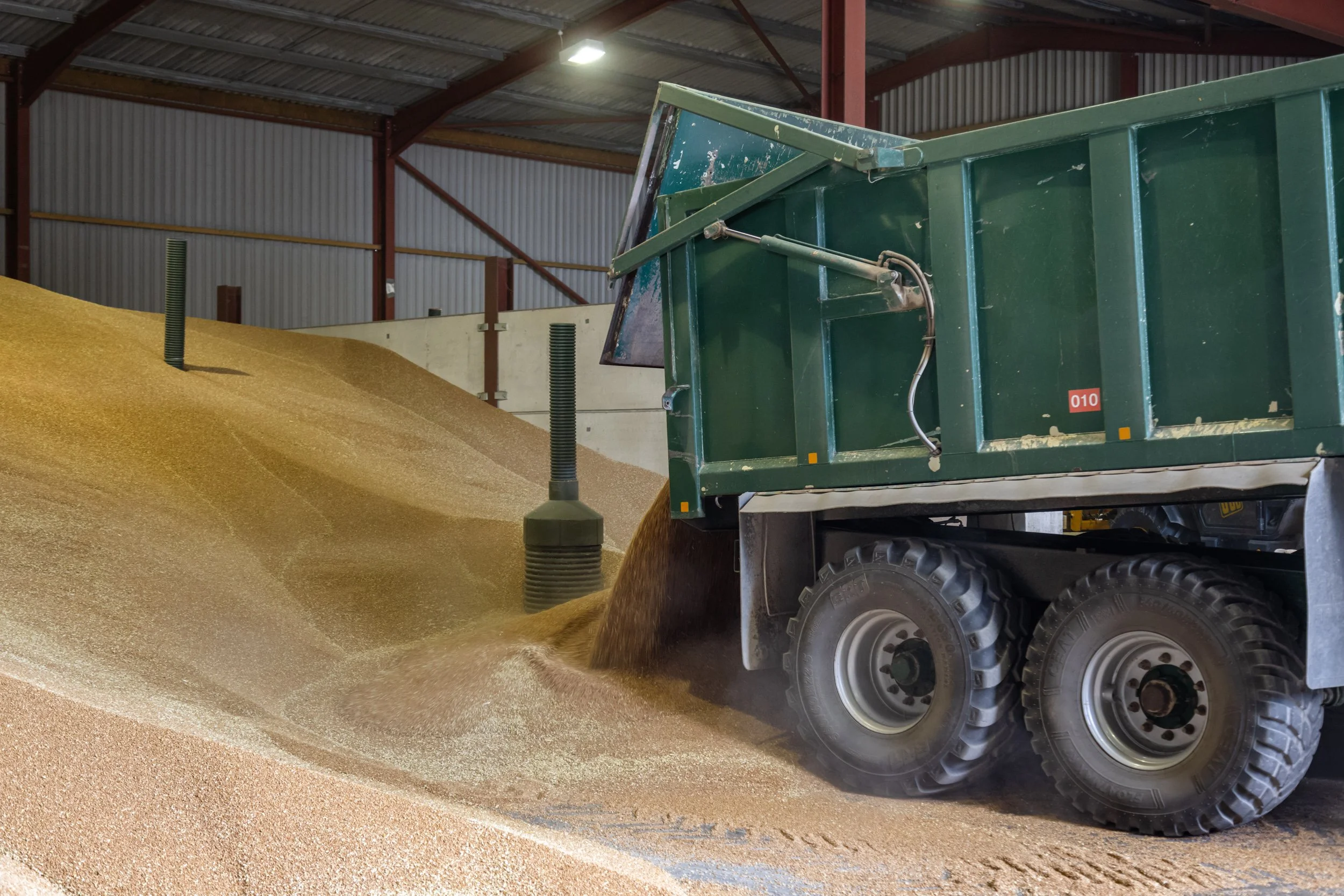 A trailer tipping grain onto the heap inside a grain store
